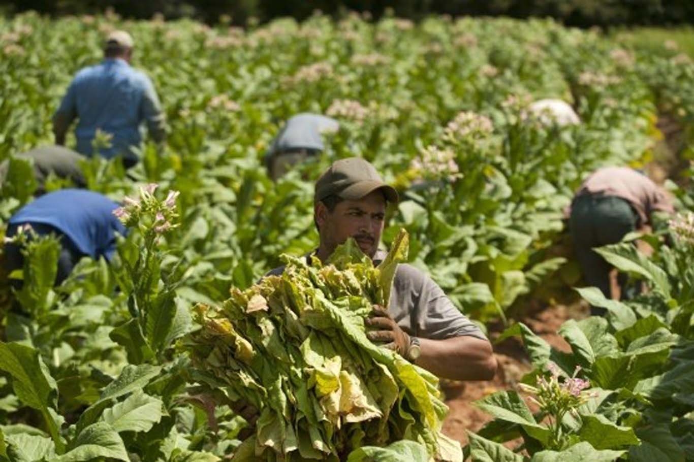 Kozluklu çiftçiler yeniden tütün üretimine başladı